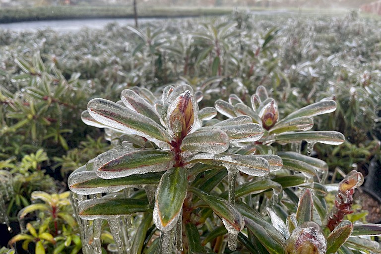 Bischoff Rhododendron – Frostschutz im April
